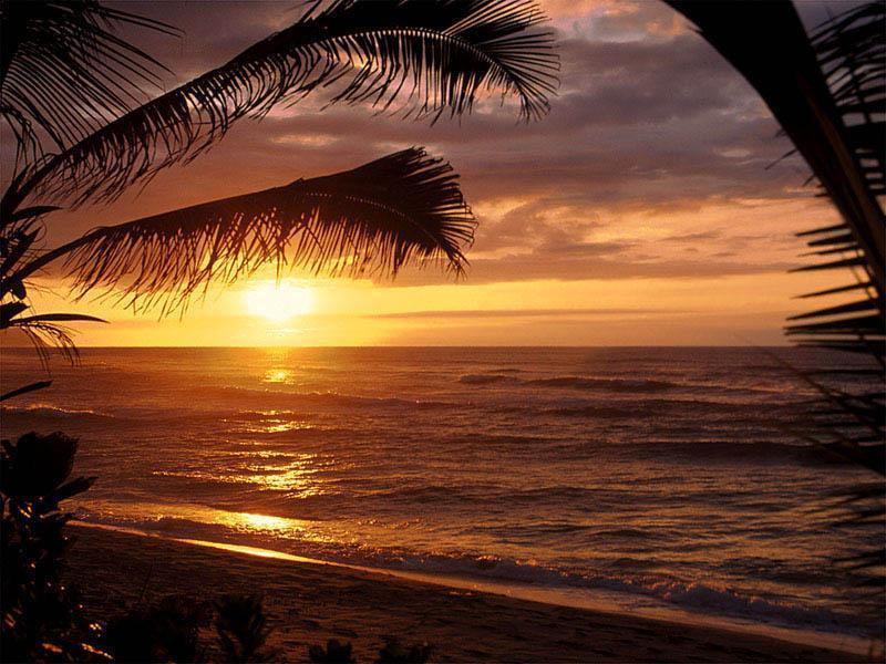 tropical-beach-coconut-trees-scenery